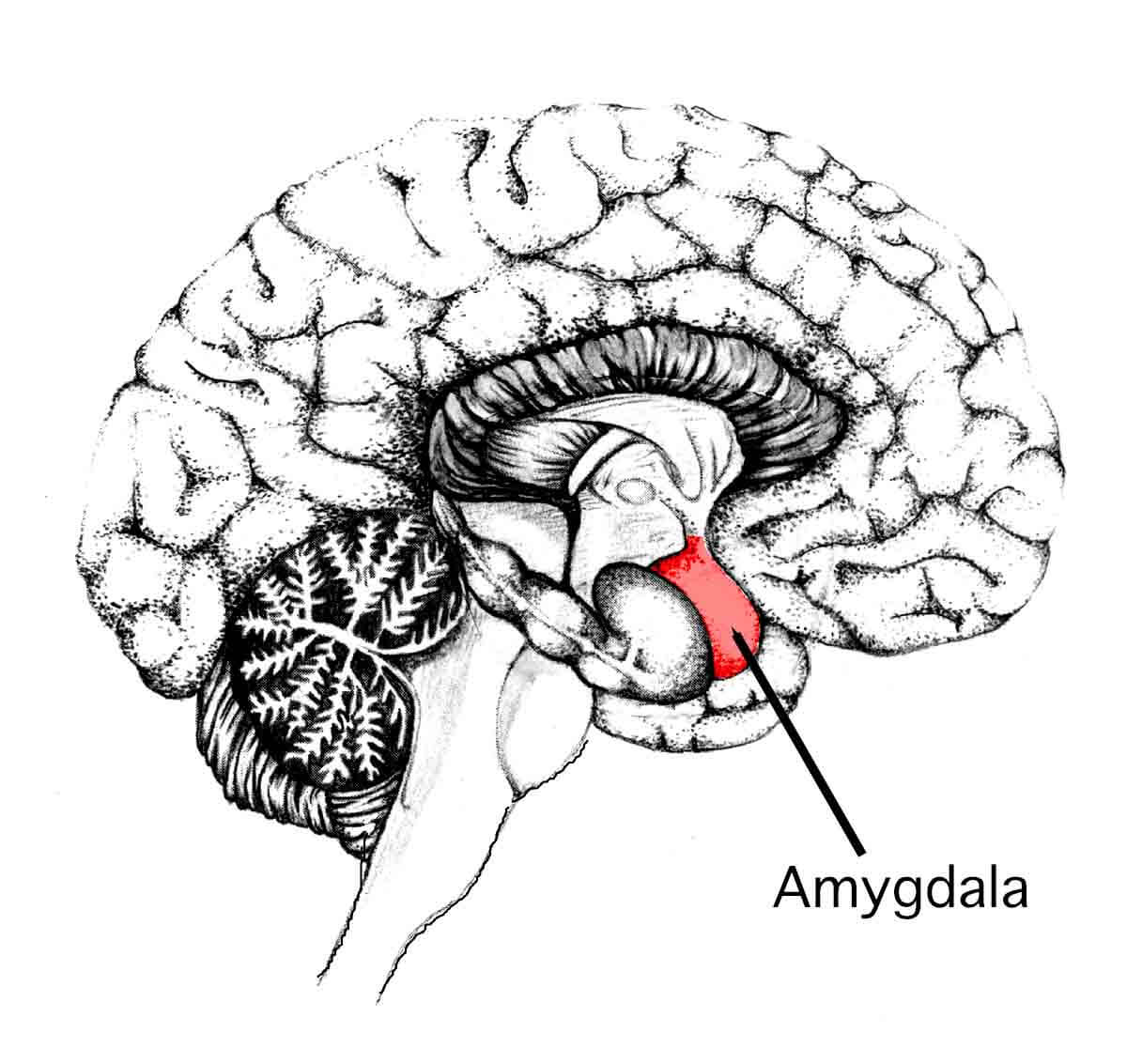The amygdala, initiator of the fight-or-flight response in the human brain
